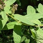 Spiraea salicifolia 葉