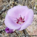 Calochortus palmeri Flor