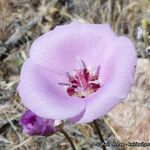 Calochortus palmeri Flower