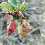 Crinodendron patagua Φρούτο