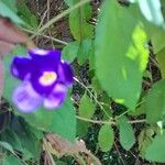 Thunbergia erectaFlower