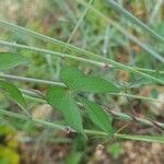 Ipomoea triloba Лист