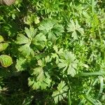 Geranium carolinianum Hoja