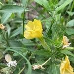 Oenothera biennisBlüte