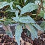 Oenothera biennisYaprak