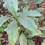 Eutrochium steelei Yaprak