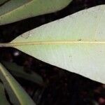 Aspidosperma cruentum Leaf