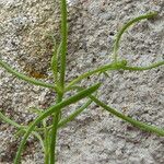 Moehringia muscosa Leaf