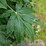 Cleome speciosa Leaf