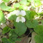 Viola blanda Leaf