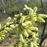 Acacia rigidula Kvet
