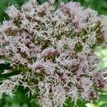 Eupatorium cannabinum花