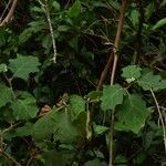 Solanum multiflorum Habit