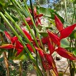 Heliconia bihaiBlomst