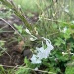 Chascanum hildebrandtii Blomst