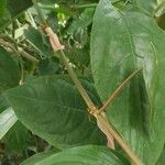 Piper arboreum Φύλλο