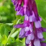 Vicia eriocarpa Blodyn