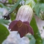 Atropa belladonna Flor