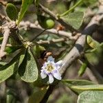 Lycium ferocissimum Blomst