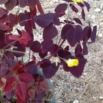 Oxalis hedysaroides Hoja