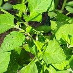 Solanum nigrumFlor