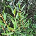 Salix purpurea Frunză