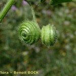 Medicago scutellata Frugt