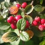 Cotoneaster dielsianus ഇല