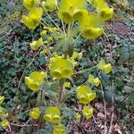 Euphorbia biumbellata Flor