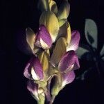 Lupinus stiversii 花