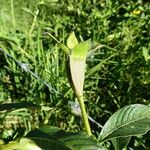 Ludwigia peruviana Fruit