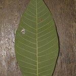 Isertia coccinea Leaf