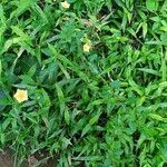 Sida rhombifolia 整株植物