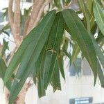 Ficus maclellandii Leht