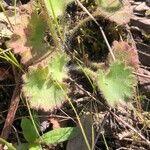 Saxifraga granulata Hoja