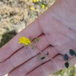 Helianthemum cinereum Levél