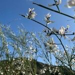 Retama raetam Fleur