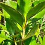 Clusia minor Hoja