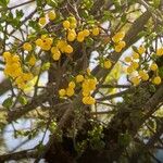 Loranthus europaeus Fruit