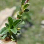 Helianthemum oelandicum Blad