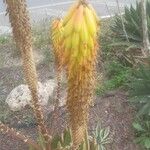 Aloe ferox Blüte