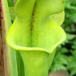 Sarracenia flava Folha