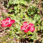 Linum grandiflorum Habit