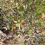 Osyris lanceolata Fruit