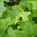 Bowlesia incana Leaf