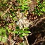 Hubertia ambavilla Fruitua