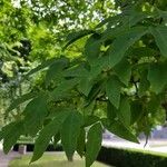 Acer triflorum Лист
