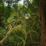 Laccosperma korupense Агульны выгляд