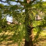 Metasequoia glyptostroboides Blad