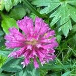 Trifolium mediumFlor